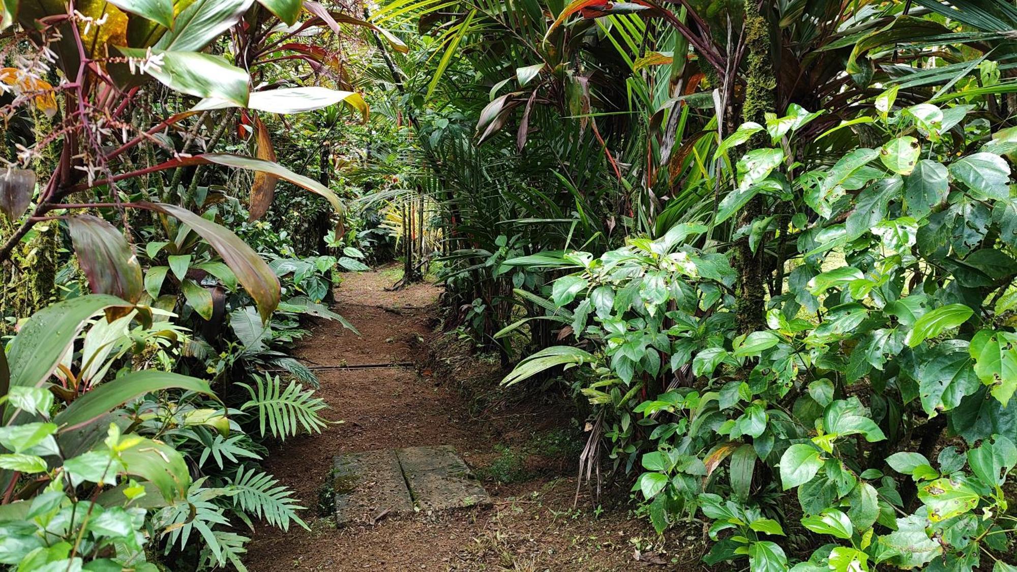 Río Celeste Nature View Upala Exterior foto